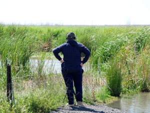 The back of Kim V. Goldsmith wearing headphones as she records sound facing reed beds and lagoons in the Macquarie Marshes, in 2020
