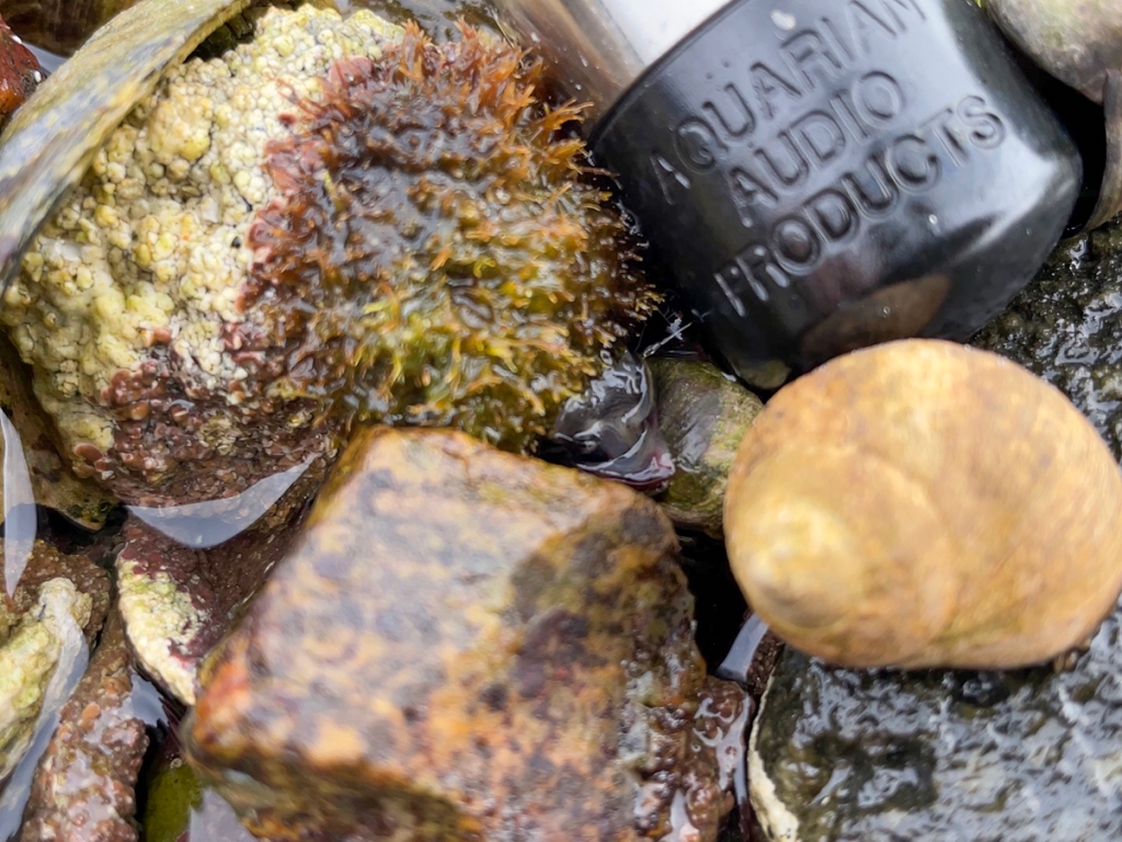 The muscly foot of a snail can be seen on algae amongst rocks, with a hydrophone microphone sitting next to it.