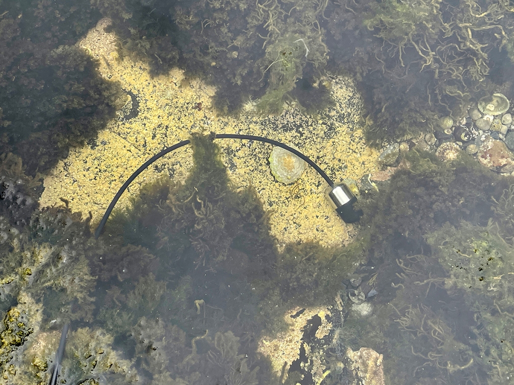 A hydrophone sitting in the bottom of a rock pool