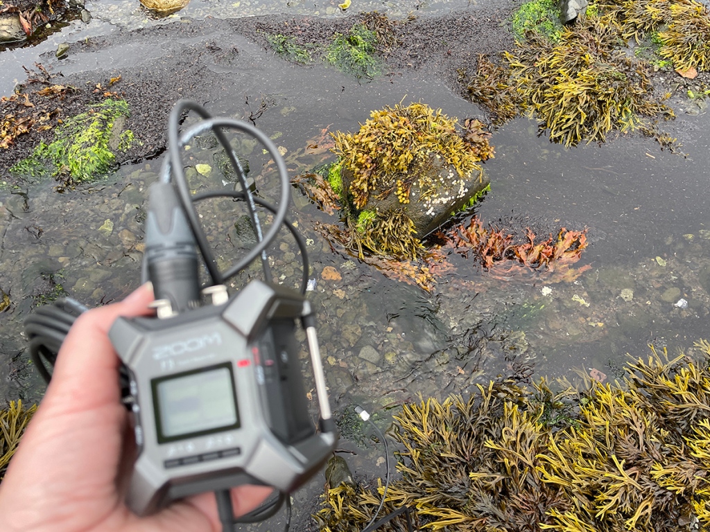 A Zoom F3 audio recorder with a hydrophone cabled to it recording the sound of water amongst seweed and kelp.