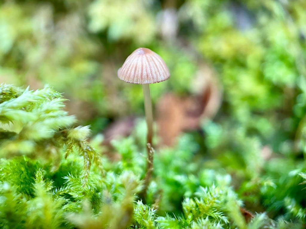 A tiny (match stick sized) Mycena mushroom grows from the moss in a birch grove near the Braes, Scotland