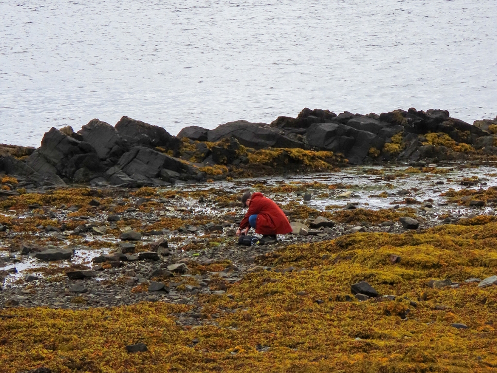 The artist squatting in the rocks surrounded by seaweed, listening and watching snails graze on algae.