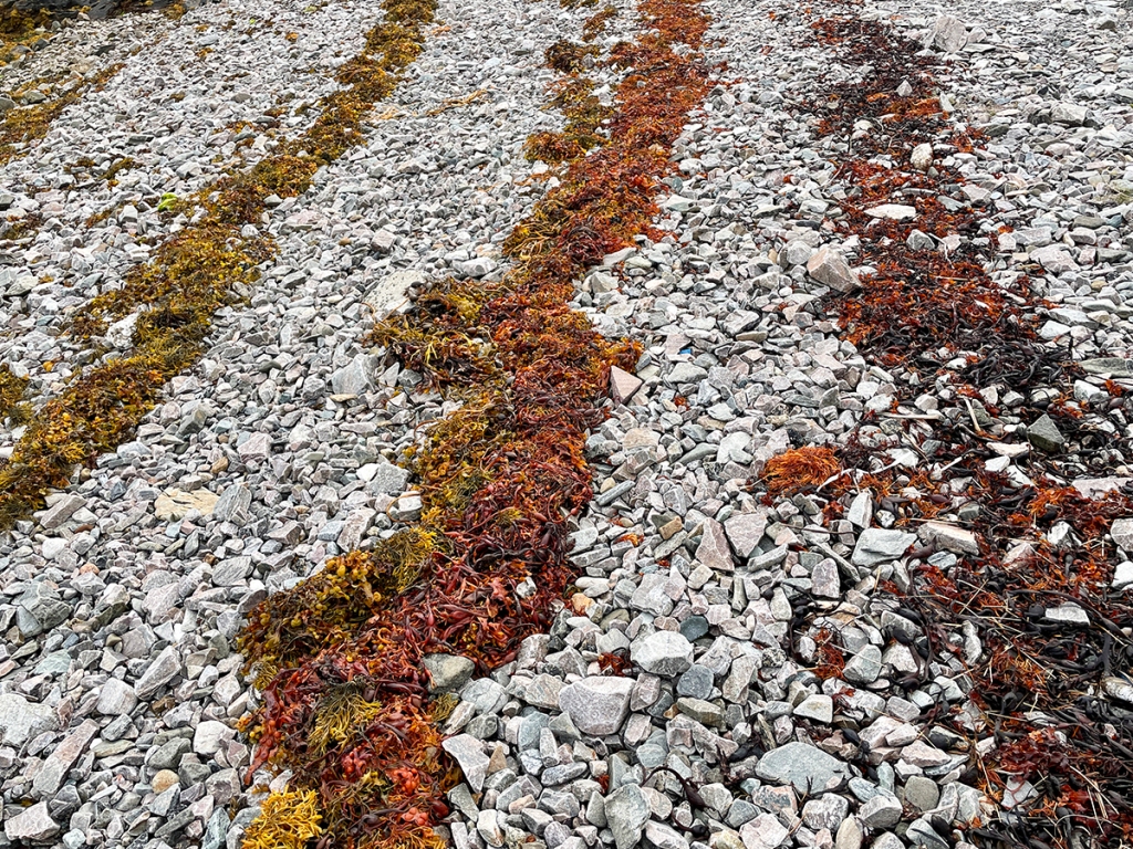 Rows of drying seaweed on pale grey rocks