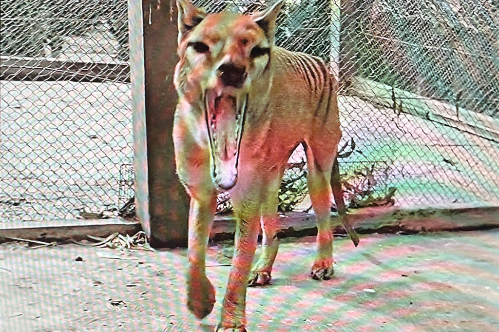 Video of the last living Thylacine in the Animals exhibition at The British Library. One of several Australia references in the exhibition.