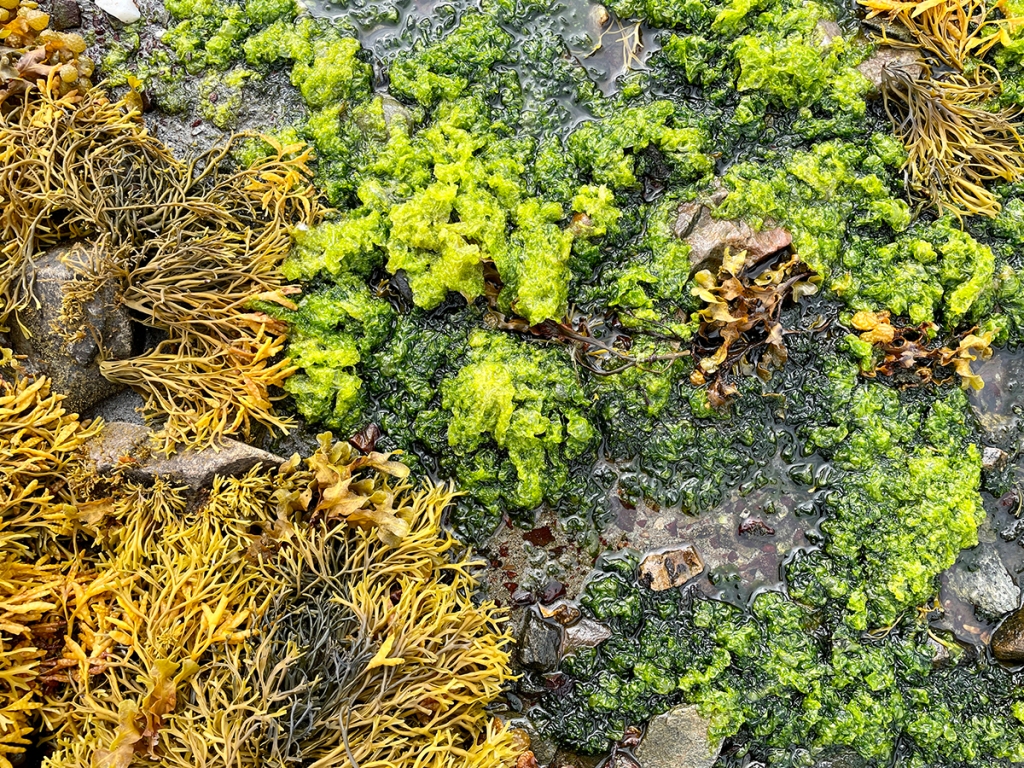A photo of different yellow and green seaweed